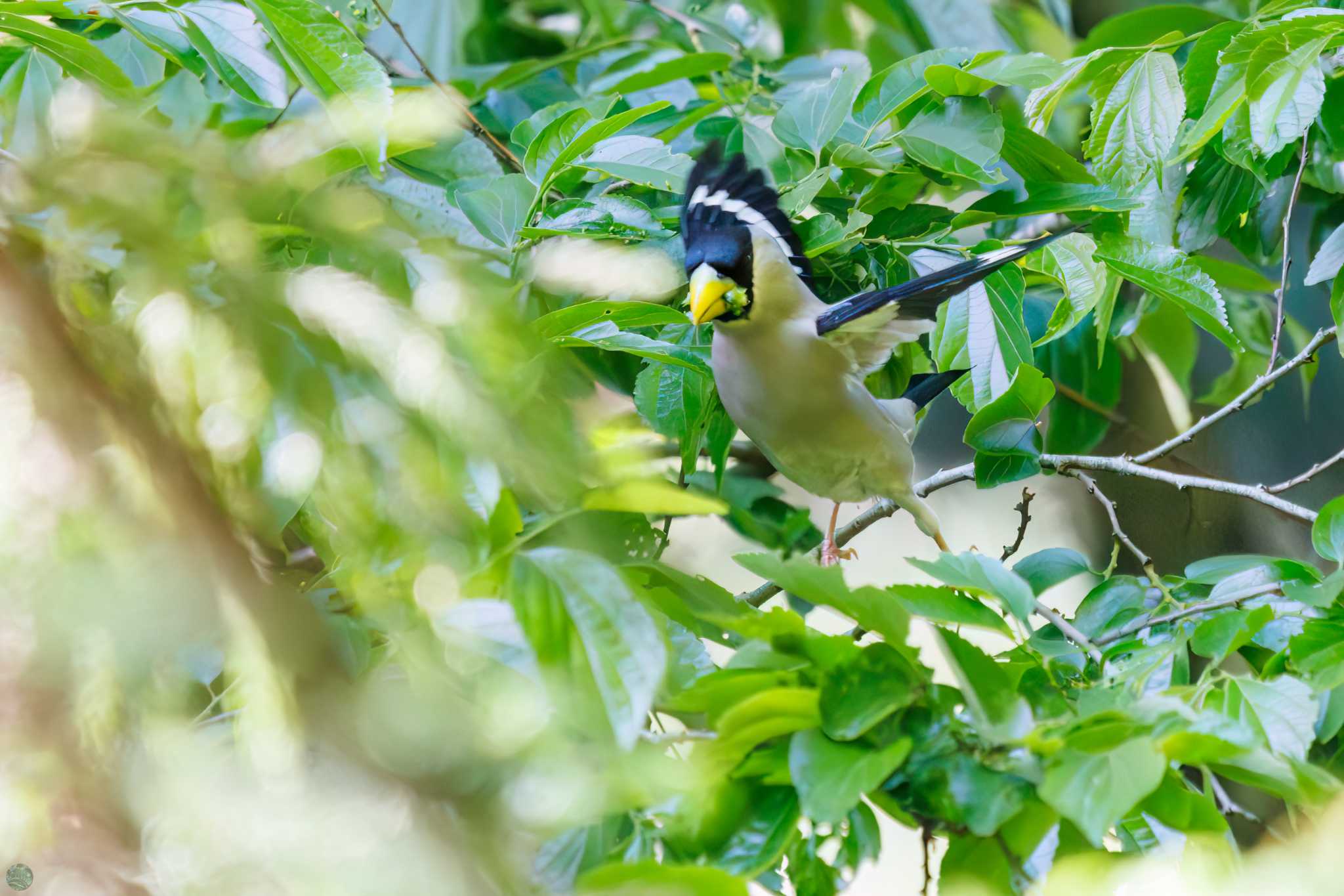 Japanese Grosbeak