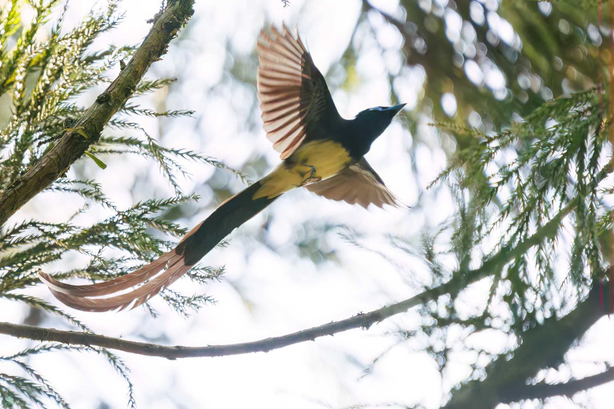 Black Paradise Flycatcher