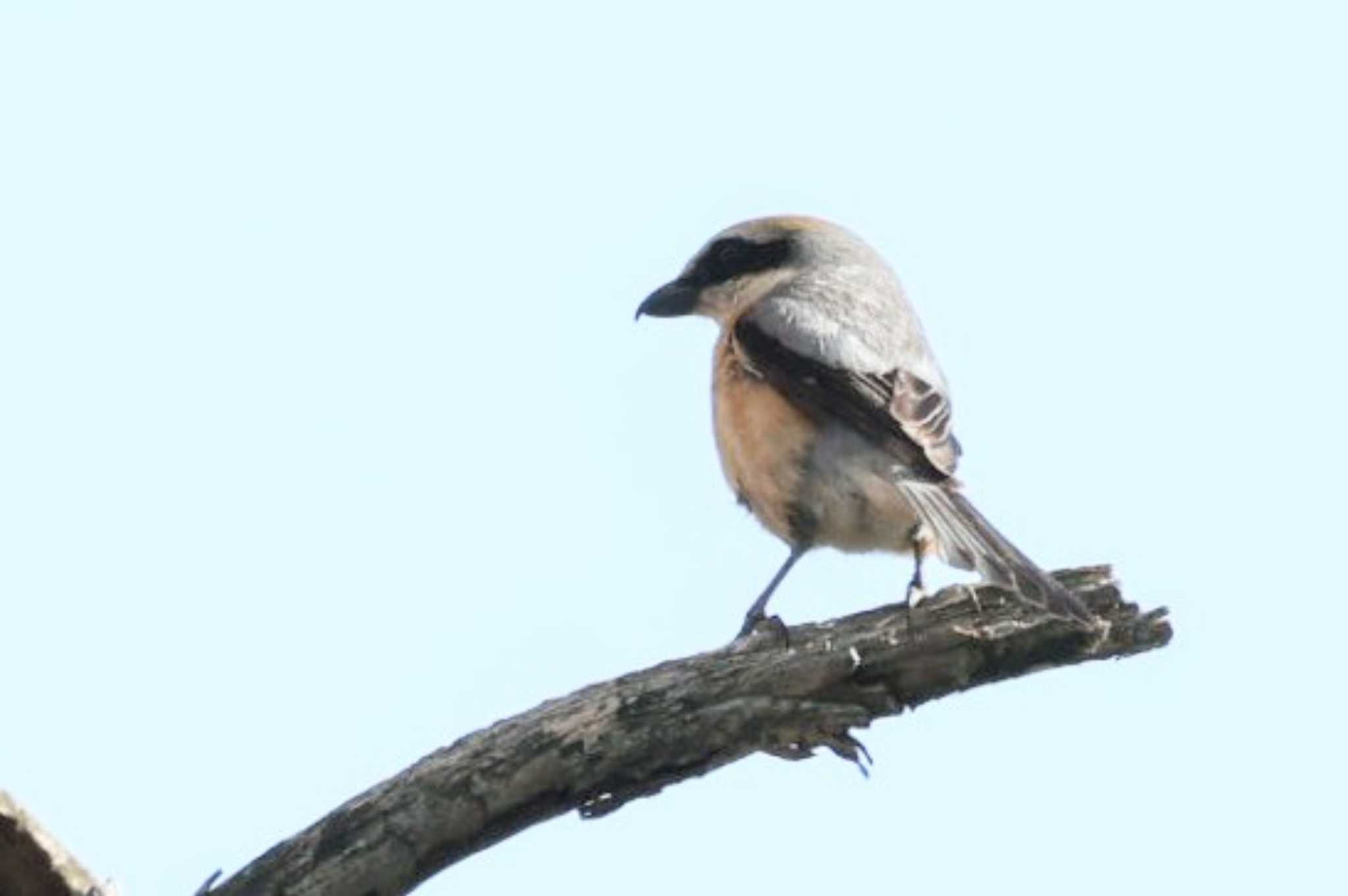 Bull-headed Shrike