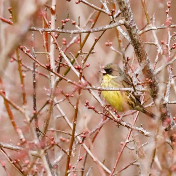 アオジ 近つ飛鳥 2019年1月4日(金)