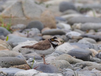 Little Ringed Plover 多摩川二ヶ領宿河原堰 Thu, 5/23/2024