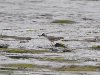 Grey-tailed Tattler 多摩川二ヶ領宿河原堰 Thu, 5/23/2024