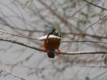 Common Kingfisher 多摩川二ヶ領宿河原堰 Thu, 5/23/2024