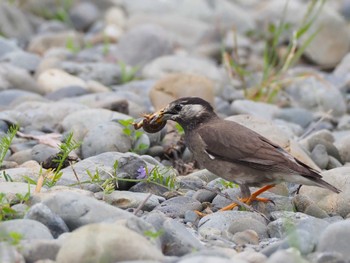 White-cheeked Starling 多摩川二ヶ領宿河原堰 Thu, 5/23/2024