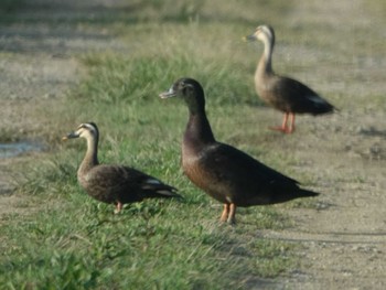 2024年5月17日(金) 石垣島の野鳥観察記録