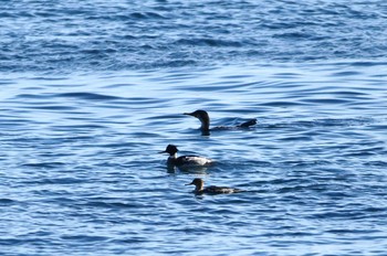 ウミアイサ 福島県 2019年1月2日(水)