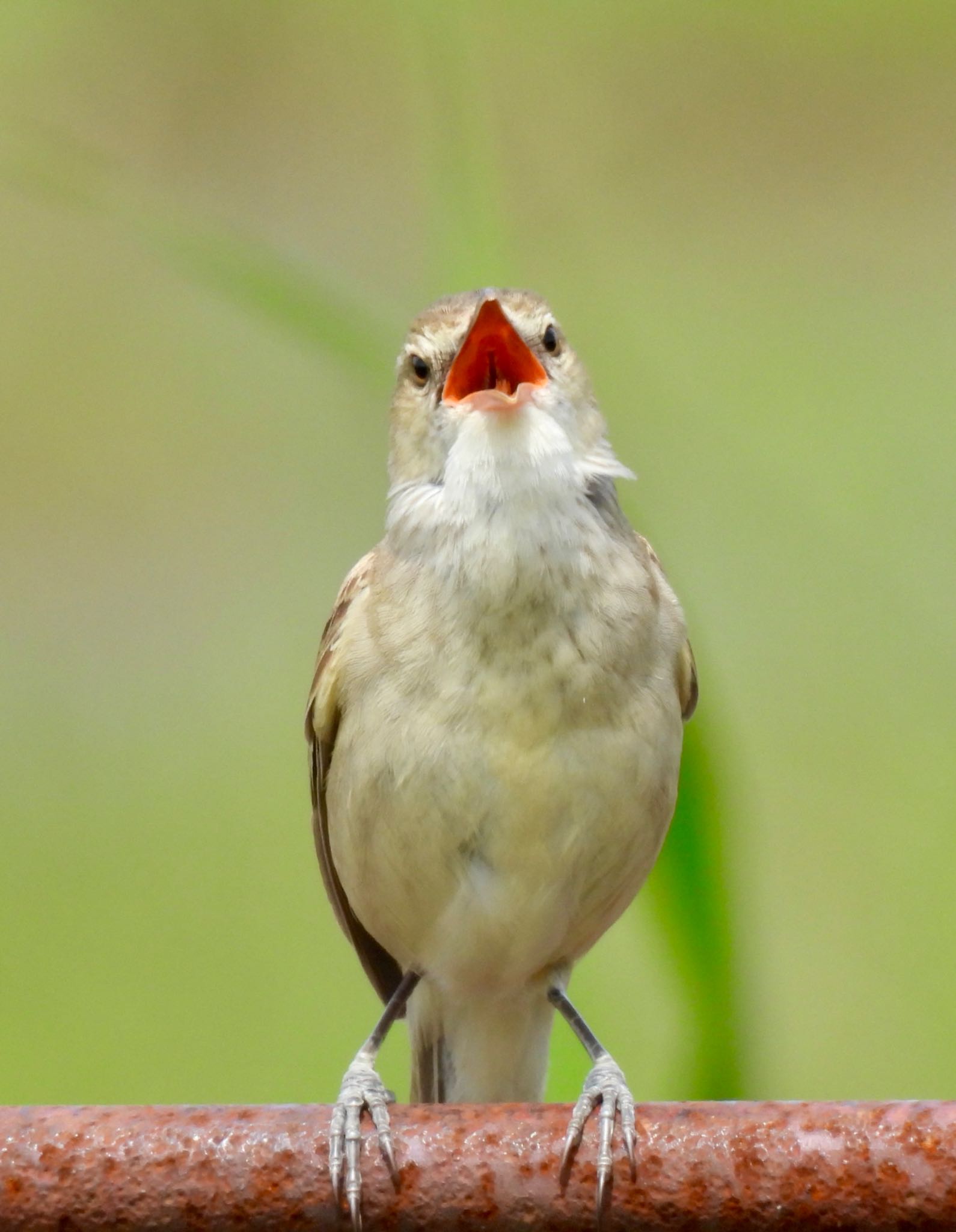 Oriental Reed Warbler