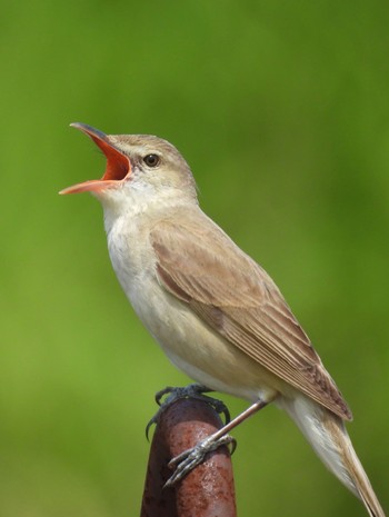 Tue, 5/21/2024 Birding report at 勅使池(豊明市)