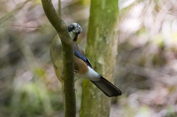 Eurasian Jay 段戸裏谷 Sat, 5/18/2024