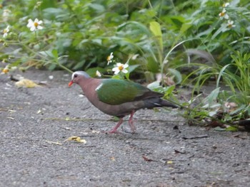 2024年5月19日(日) 西表島の野鳥観察記録