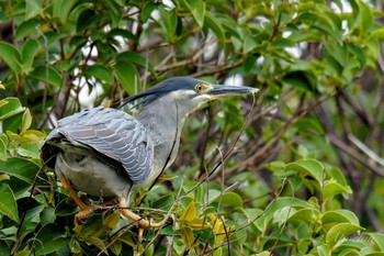 Striated Heron Ukima Park Sat, 4/27/2024