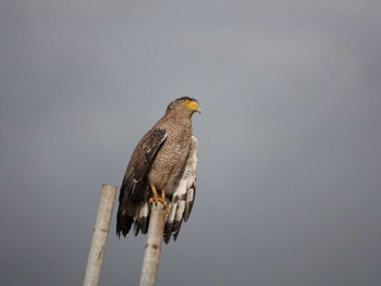 2024年5月21日(火) 西表島の野鳥観察記録