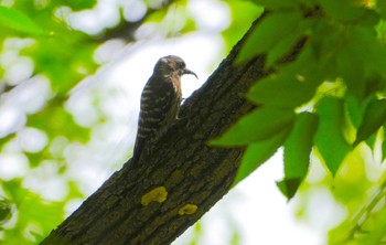 Japanese Pygmy Woodpecker Osaka castle park Thu, 5/23/2024