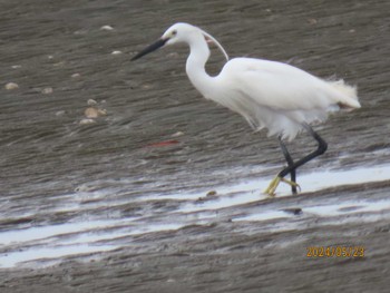 Little Egret Sambanze Tideland Thu, 5/23/2024