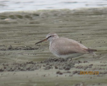 Grey-tailed Tattler Sambanze Tideland Thu, 5/23/2024