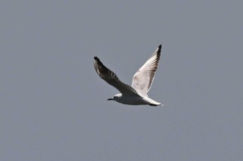 Black-headed Gull Sambanze Tideland Sat, 5/18/2024