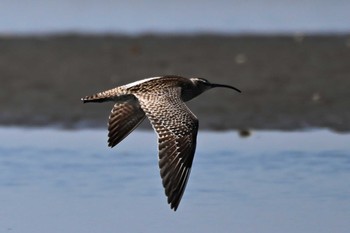 Eurasian Whimbrel Sambanze Tideland Sat, 5/18/2024