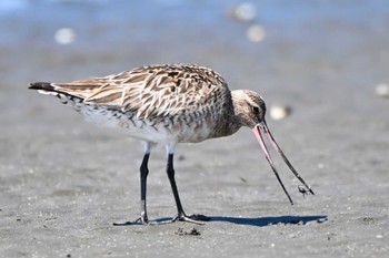 Bar-tailed Godwit Sambanze Tideland Sat, 5/18/2024