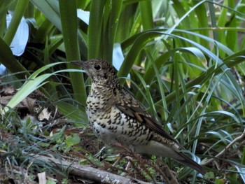 White's Thrush 日向渓谷 Sat, 3/9/2024