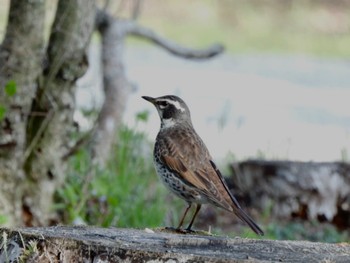 Dusky Thrush 山梨県 Sun, 4/28/2024