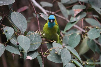 Golden-naped Barbet Kinabaru park Mon, 2/26/2024