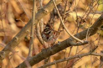 Rustic Bunting Maioka Park Sat, 1/5/2019