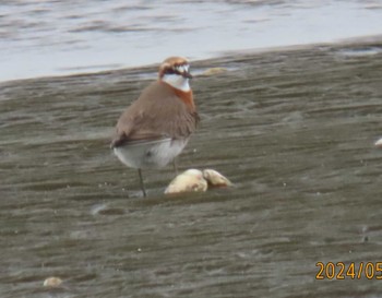 Siberian Sand Plover Sambanze Tideland Thu, 5/23/2024