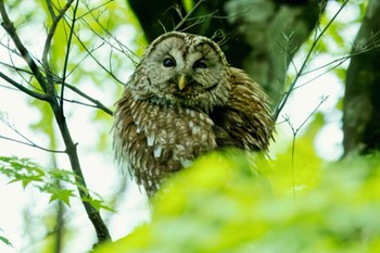 Ural Owl Unknown Spots Tue, 5/14/2024