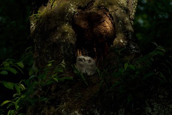 Ural Owl Unknown Spots Fri, 5/10/2024