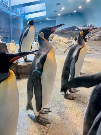 キングペンギン 長崎ペンギン水族館 Thu, 1/3/2019