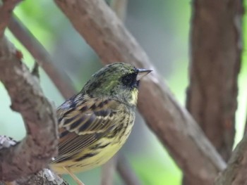 Masked Bunting 道南四季の杜公園 Thu, 5/23/2024