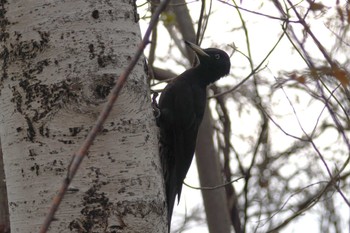 Black Woodpecker Asahiyama Memorial Park Fri, 4/26/2024