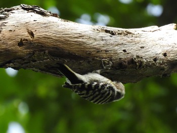 Japanese Pygmy Woodpecker(seebohmi) 道南四季の杜公園 Thu, 5/23/2024