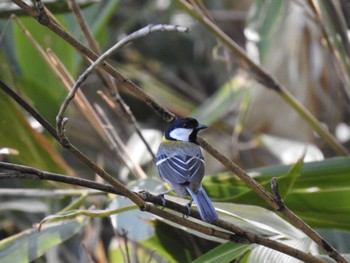 Japanese Tit 道南四季の杜公園 Thu, 5/23/2024