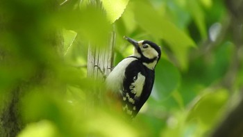 Great Spotted Woodpecker(japonicus) 道南四季の杜公園 Thu, 5/23/2024