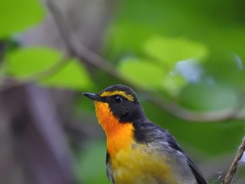 Narcissus Flycatcher 道南四季の杜公園 Thu, 5/23/2024