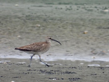 Eurasian Whimbrel Sambanze Tideland Sun, 5/19/2024