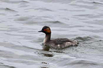 Black-necked Grebe Sambanze Tideland Sun, 5/19/2024