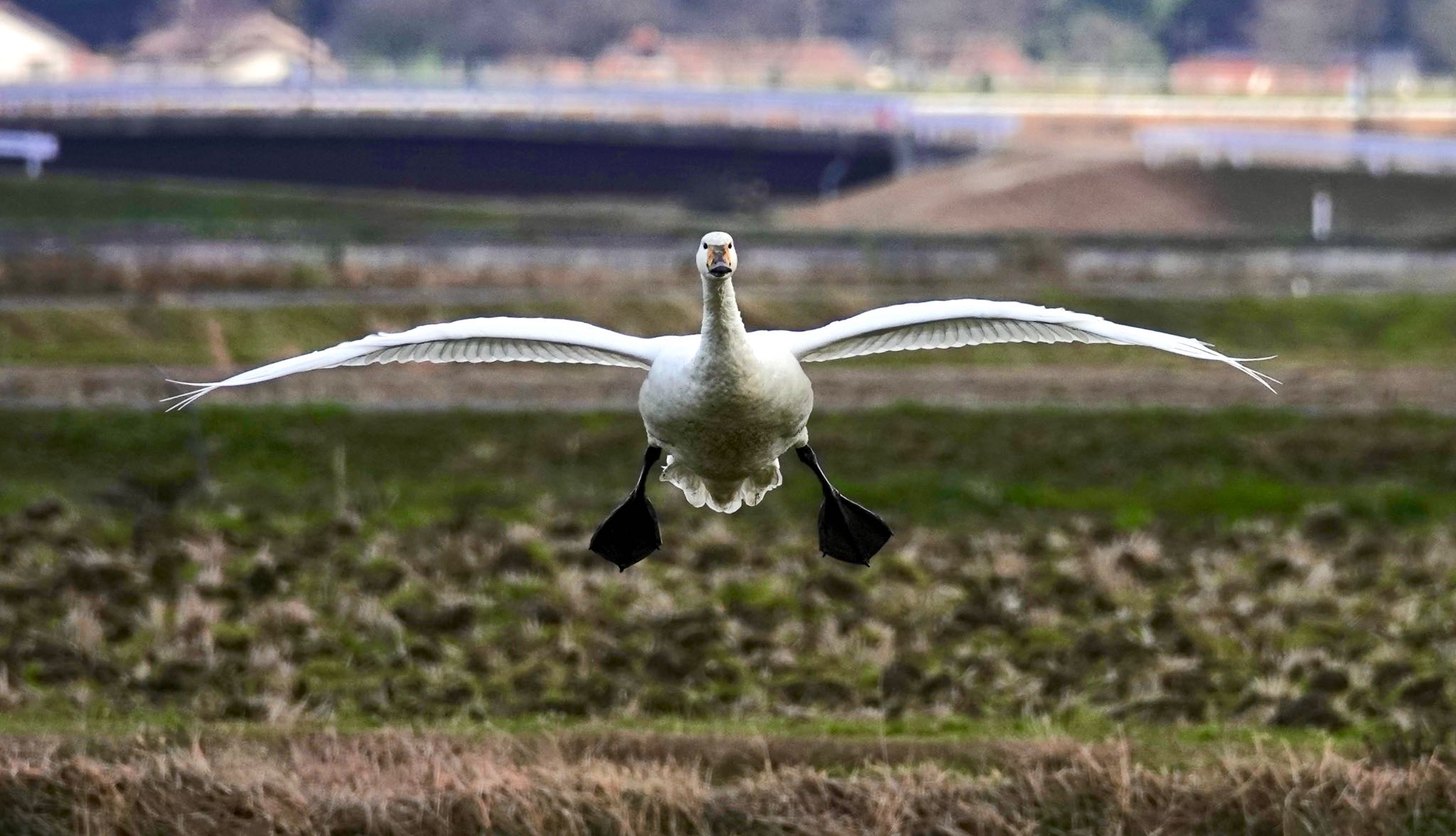 Photo of Tundra Swan at  by のどか