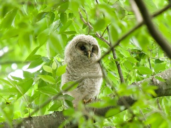 Thu, 5/23/2024 Birding report at 野木神社(栃木県)