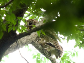 Ural Owl 野木神社(栃木県) Thu, 5/23/2024