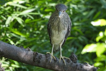 ゴイサギ 天王寺公園(大阪市) 2024年5月11日(土)