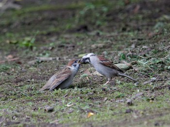 Eurasian Tree Sparrow 横浜市立金沢自然公園 Wed, 5/22/2024