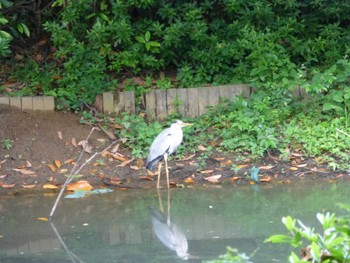 Grey Heron じゅん菜池緑地(蓴菜池緑地) Thu, 5/23/2024