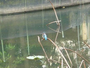 Common Kingfisher じゅん菜池緑地(蓴菜池緑地) Thu, 5/23/2024