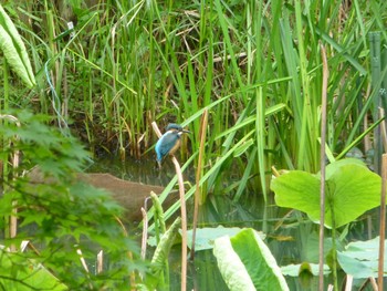 Common Kingfisher じゅん菜池緑地(蓴菜池緑地) Thu, 5/23/2024