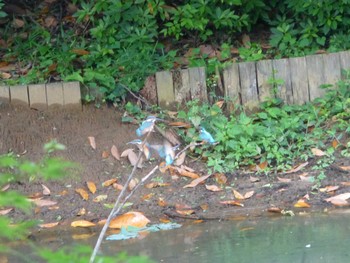 カワセミ じゅん菜池緑地(蓴菜池緑地) 2024年5月23日(木)