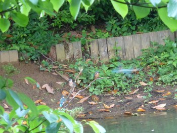 Common Kingfisher じゅん菜池緑地(蓴菜池緑地) Thu, 5/23/2024