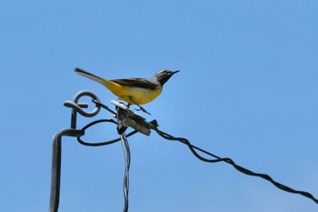 Grey Wagtail 段戸裏谷 Fri, 5/17/2024