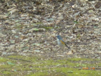 Red-flanked Bluetail Satomi Park Sun, 1/28/2024